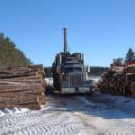 With the logs cut to length and stacked in the open, the long-haul road transport truck is loaded.